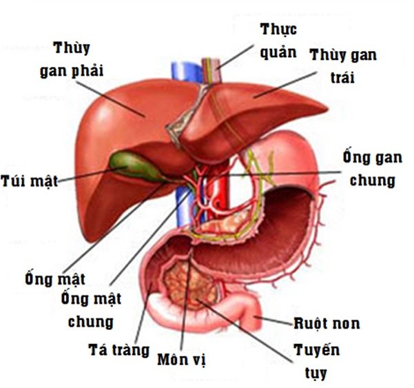 phẫu tích đại thể