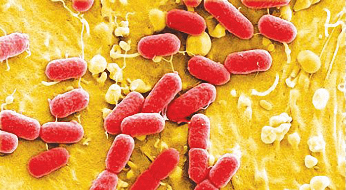 quy trình định lượng UREA