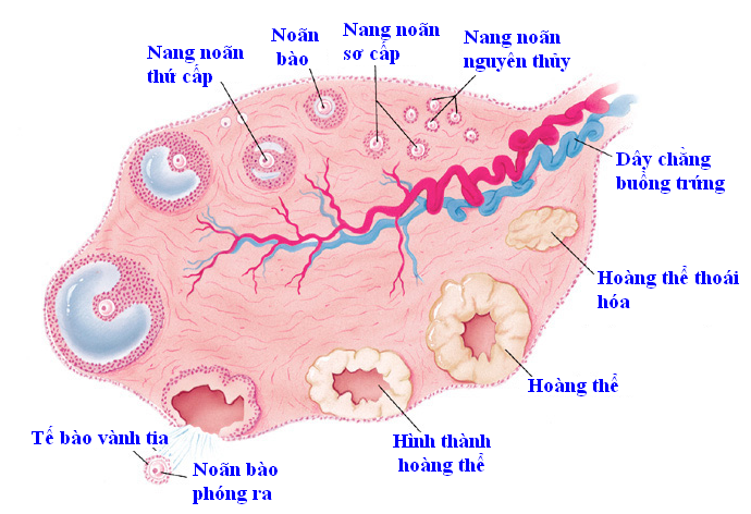 siêu âm đếm nang thứ cấp